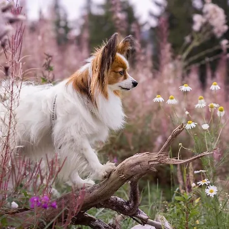 Berghex'n By Interhome Dom wakacyjny *