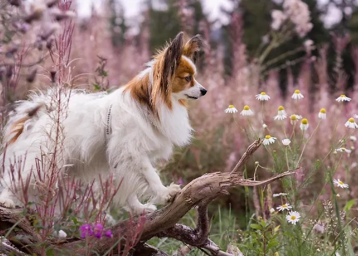 Berghex'n By Interhome Dom wakacyjny *